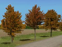Herbstliche Linden, Kirschb&auml;ume und Pappeln (V13NRE10229 )