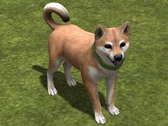 Hunde-Set - Akita Inu (V14NMS70057 )