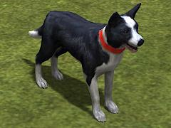 Hunde-Set - Border Collie (V14NMS70058 )