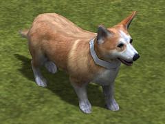 Hunde-Set - Corgi (V14NMS70060 )