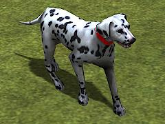 Hunde-Set - Dalmatiner (V14NMS70061 )
