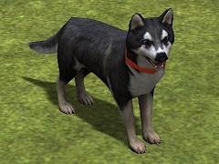 Hunde-Set - Husky (V14NMS70064 )