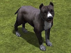 Hunde-Set - Pitbull (V14NMS70067 )