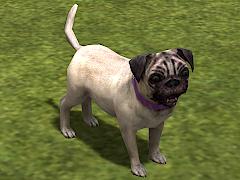 Hunde-Set - Mops (V14NMS70068 )