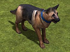Hunde-Set - Deutscher Sch&auml;ferhund (V14NMS70069 )