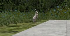 animierter Hase (V14NMS70074 )