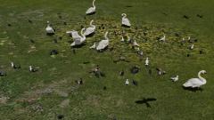 Vogel-Sparset, animierte V&ouml;gel mit Nistk&auml;sten und Vogelfutterhaus (V14NMS70080 )