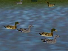 Animierte Enten (V60NMS40005 )