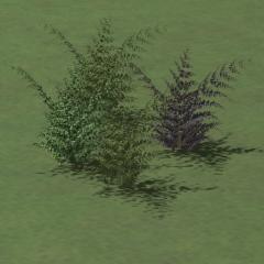 V70Farn_FZ1-Set (V70NFZ10021 )