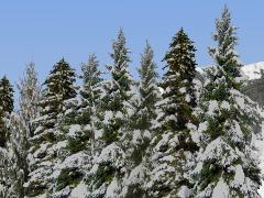 Winterliche Nadelb�ume