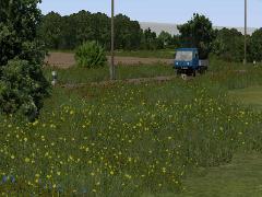 Gr�ser mit Mohn und Blumen