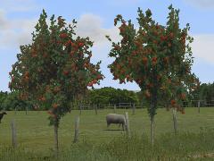 Ebereschen (Vogelbeerb�ume) jung