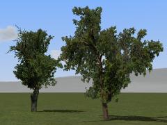 Obstb�ume alt