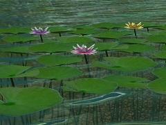 Garten- und Wasserpflanzenset