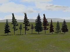 Nadelbaum-Set 1