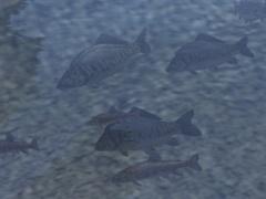 Kinematisch animierte Fische und Erpel
